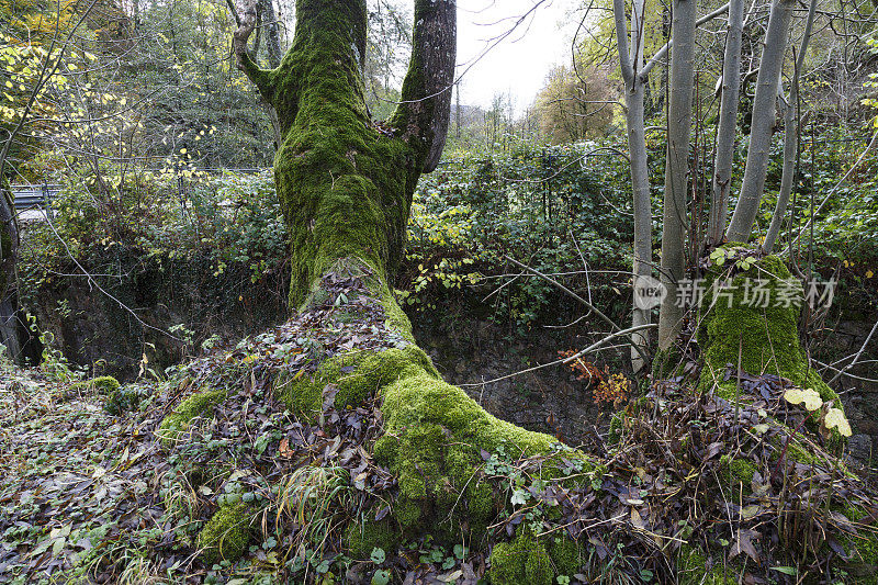 Irati forest，潘普洛纳，纳瓦拉，西班牙。